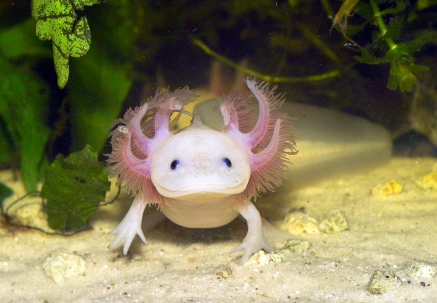 Axolotl