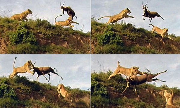 Leaping Lion Catches Antelope In Mid-Air Kill