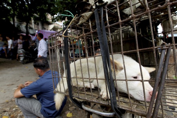 China Dog Meat Festival