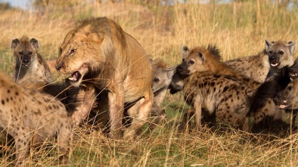 Clan Of Hyenas Attack Lone Lion And Steal Its Prey