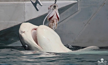 Shark cull un Western Australia : large female Tiger Shark pulled alongside the WA Fisheries vessel