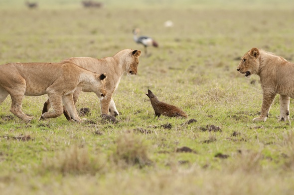 Brave Mongoose Stands Its Ground Against A Pride Of Lions