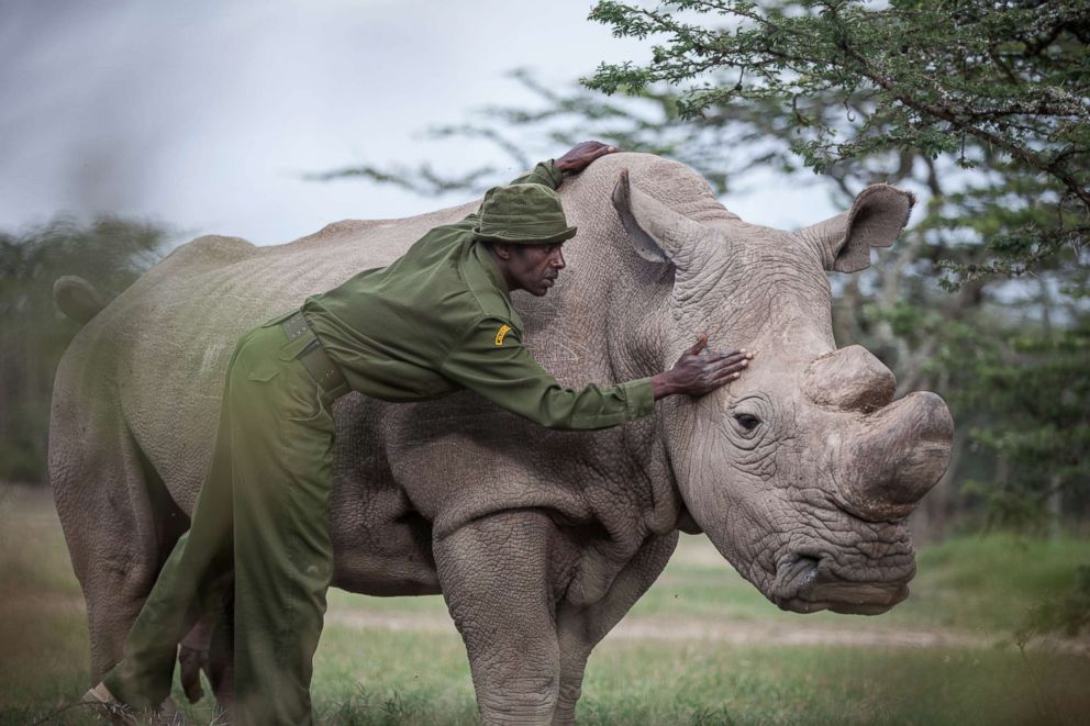 The Last Male Northern White Rhino In The World Has Died Beauty of