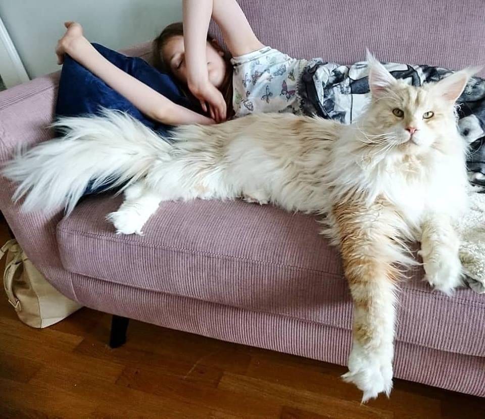 Meet The Maine Coon Cat Who’s Taking The By Storm Beauty of Earth Beauty of