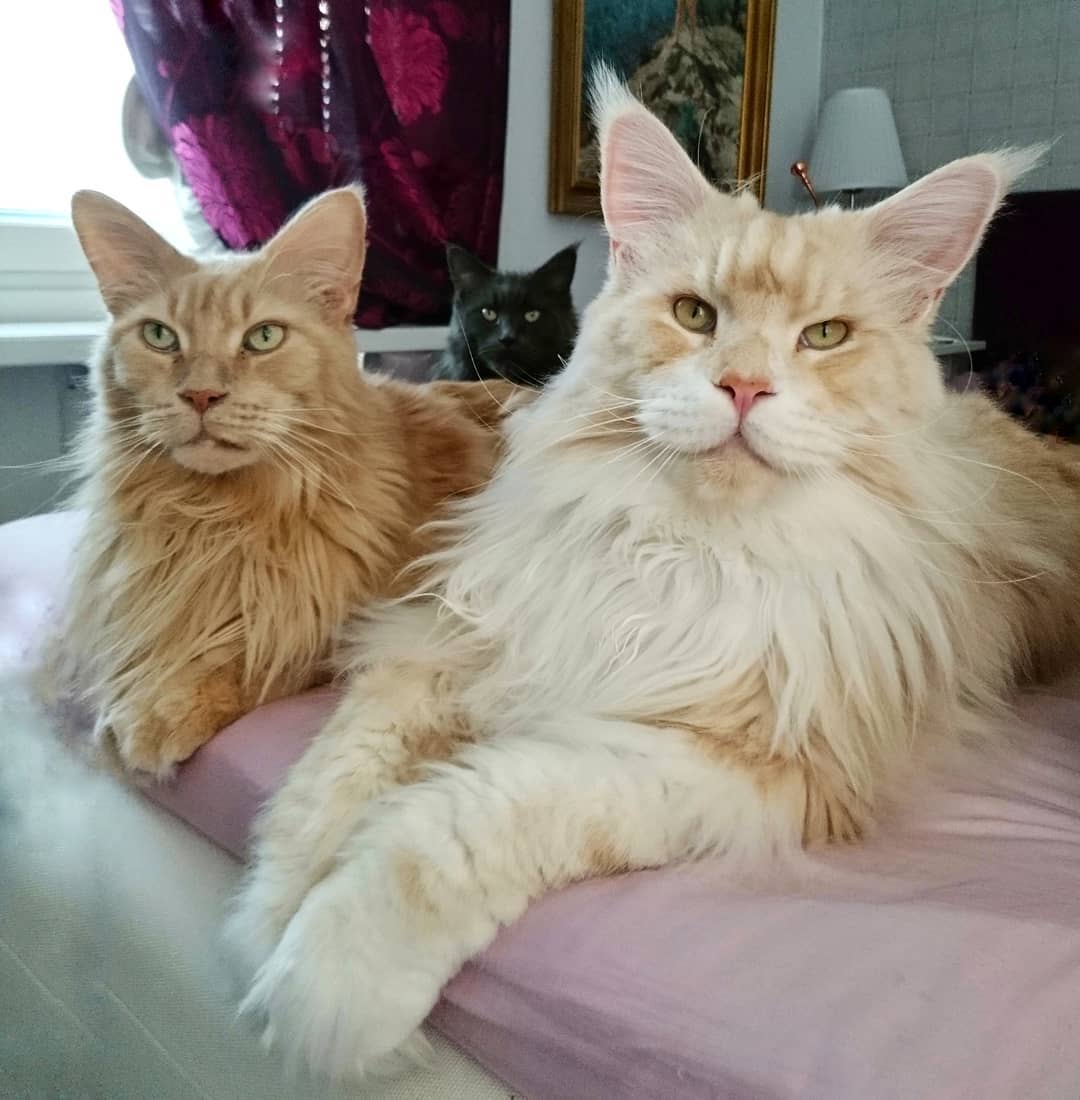 Meet The Maine Coon Cat Who’s Taking The By Storm Beauty of