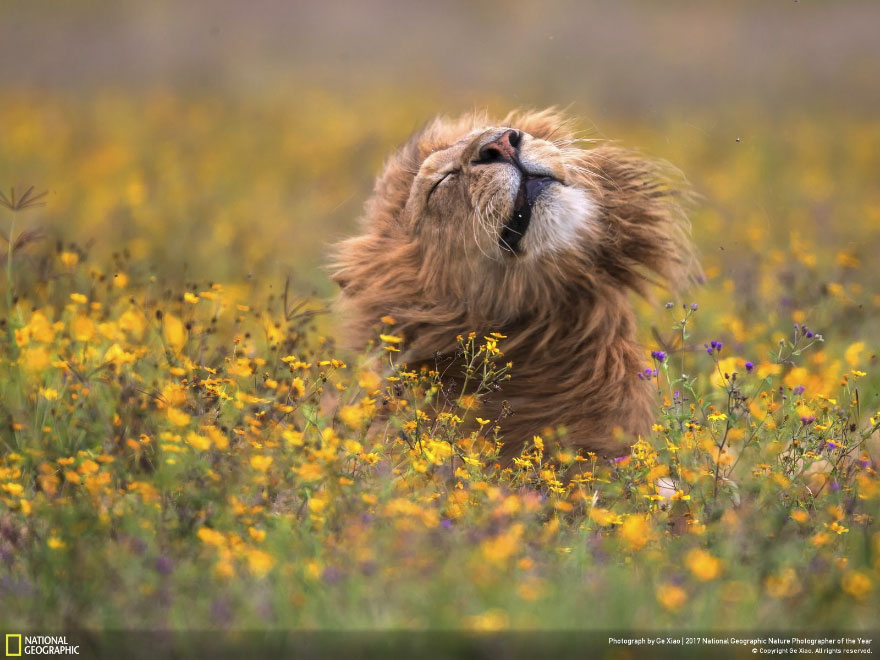 The Winners Of The 2017 National Geographic Nature Photographer Of The