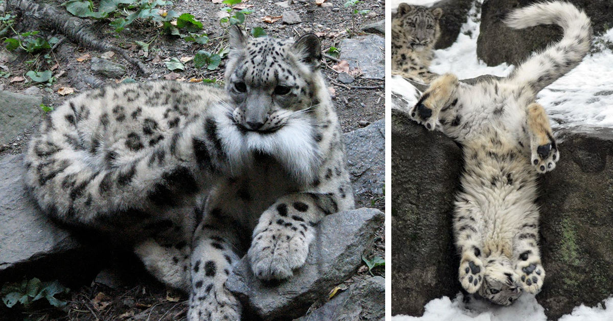 10+ Adorable Snow Leopard Photos To Celebrate The Fact That They’re No