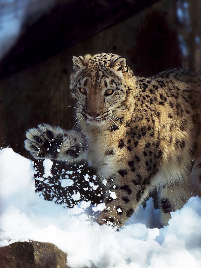 drive genius 2 snow leopard