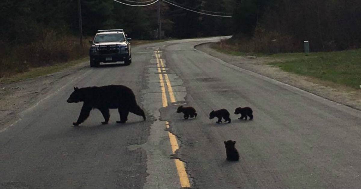 Police Officer Risks His Life To Save Sick Little Bear Cub | Beauty of ...