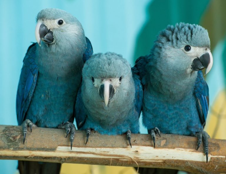 Blue Macaw parrot from the movie 'Rio' is now officially extinct