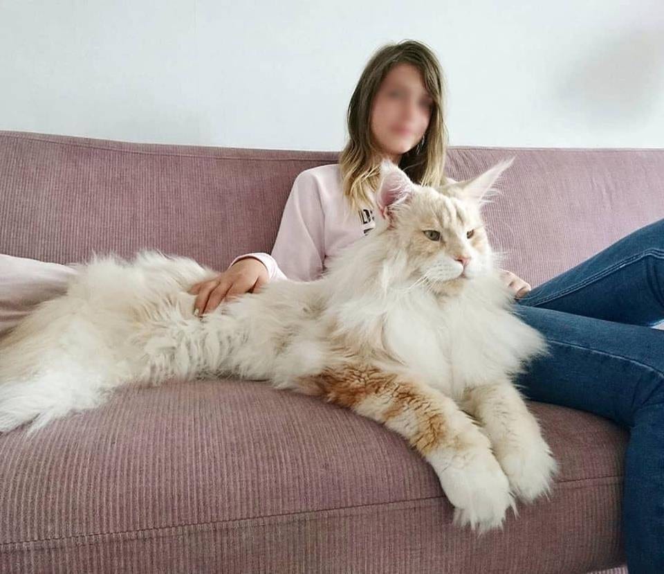 Meet The Maine Coon Cat Who's Taking The By Storm Beauty of