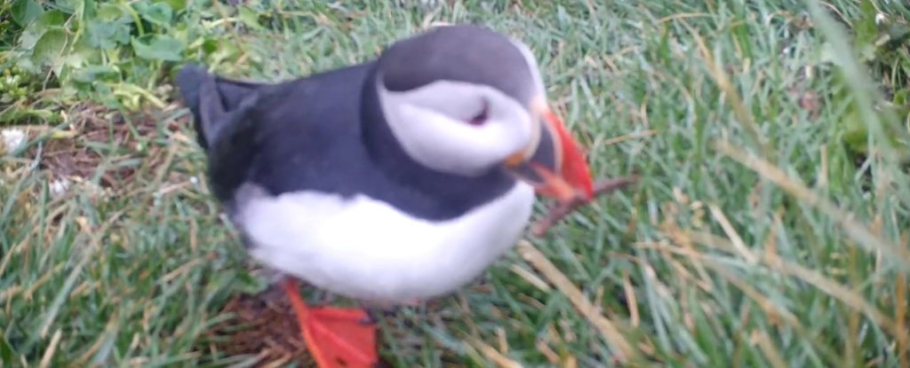 Puffins Using Sticks First-Ever Video of Its Kind Catches a Puffin Using a Tool – To Scratch ...