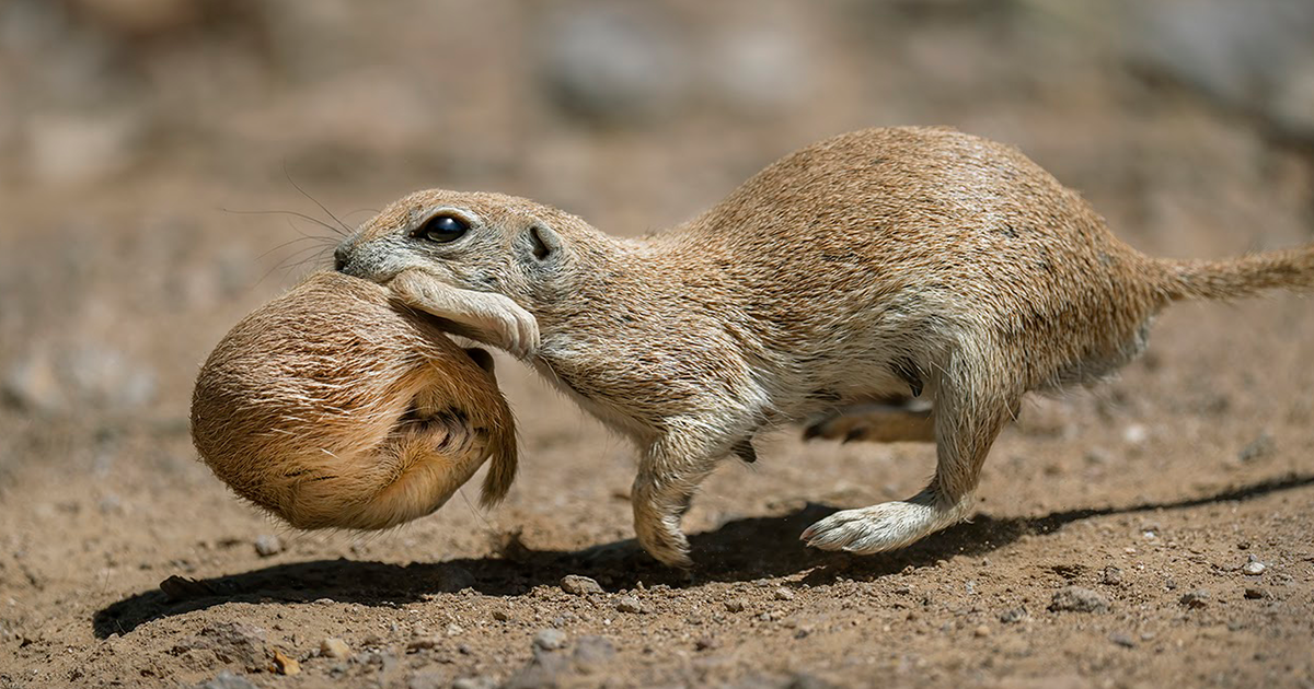 30 Winning Photos Of The 2021 Nature Photographer Of The Year Awards ...