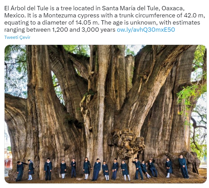 Mexico’s Tule Tree Has the World’s Thickest Trunk, And It’s Still