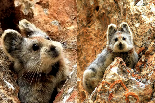 Meet “Magic Rabbit”, A Wonderful And Rare Creature That Has Been Seen ...