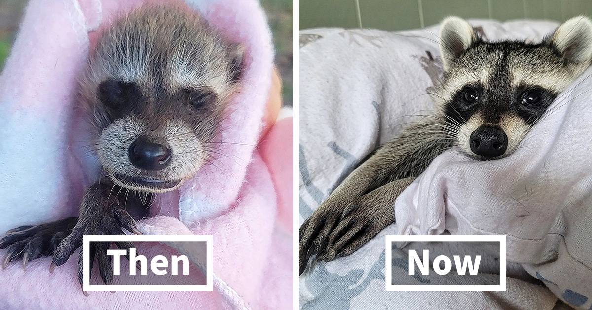 This Rescued Raccoon Fought For His Life Since The Beginning And Now He ...