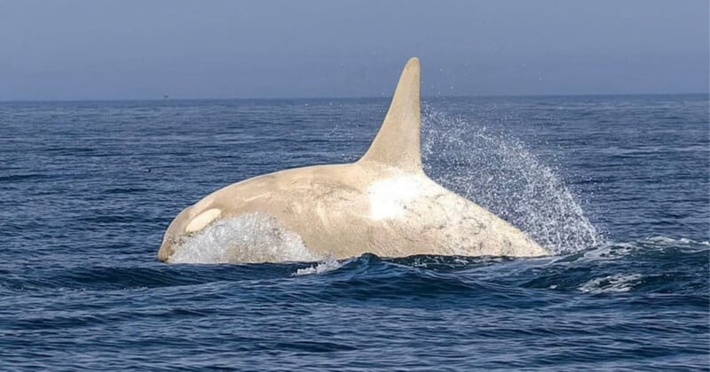 Photographer Captures Ultra-Rare White Orca Off the Coast of Japan ...