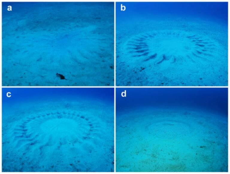 Mystical Seabed Art: The Puffer Fish’s Elaborate Mating Rituals ...